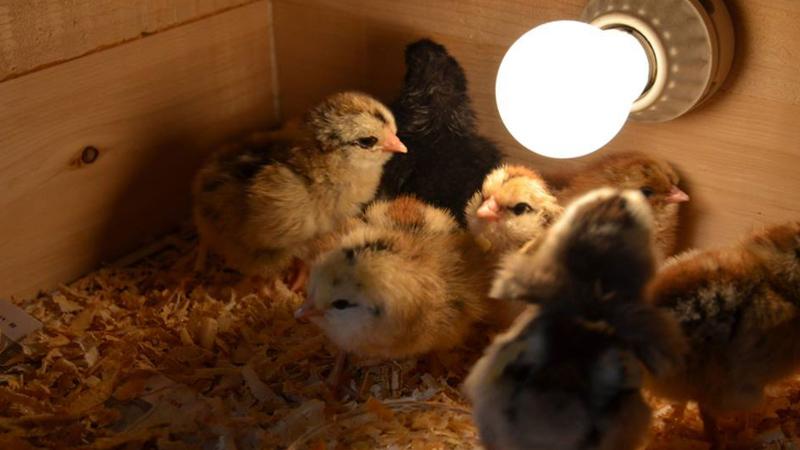 Picture of a baby chick incubators