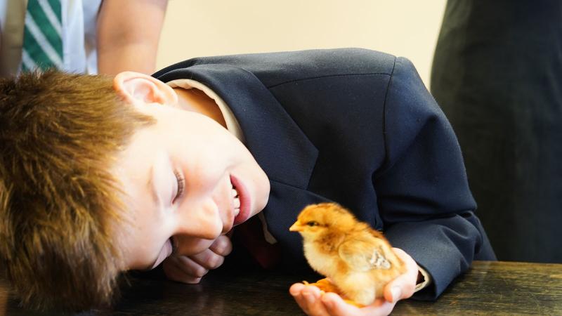Picture of a student holding a baby chick
