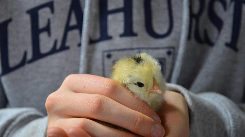 Picture of a student holding a baby chick