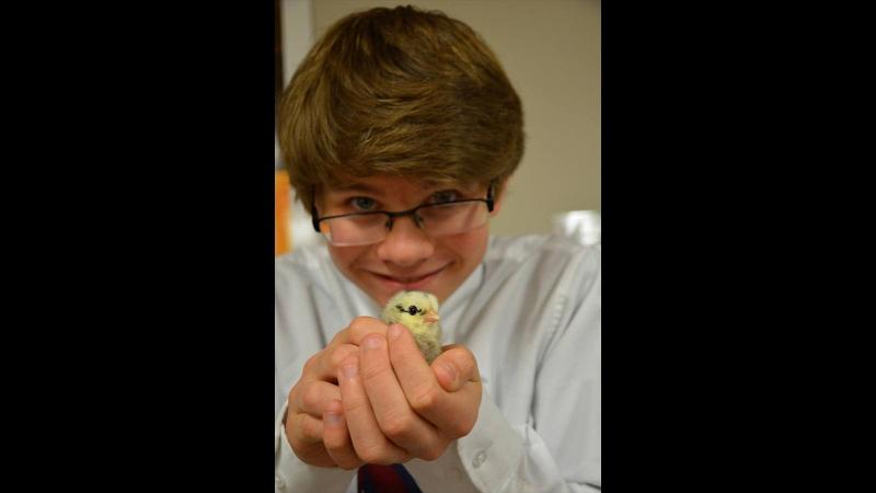 Picture of a student holding a baby chick